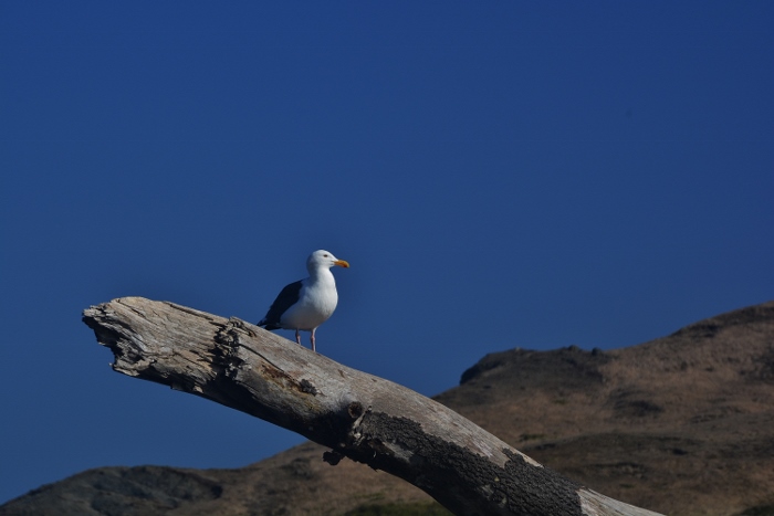 seagull on driftwood along the Sixes River